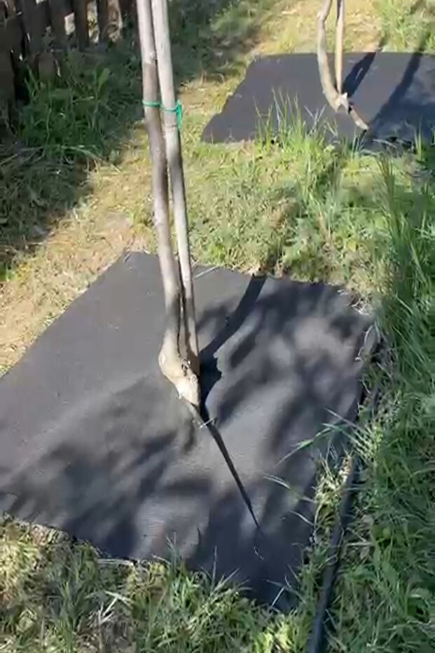 BİTKİ PASPASI (80*80 cm) 5'Lİ - 3