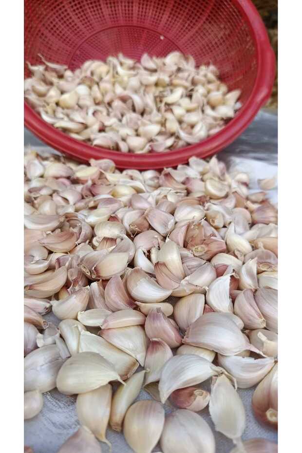 DİŞLENMİŞ TAŞKÖPRÜ SARIMSAĞI 500 GR - 1