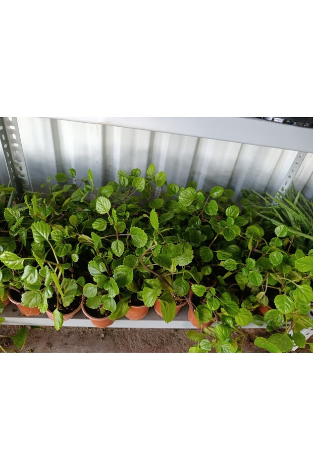 Parlak Mustafa Çiçeği - 2