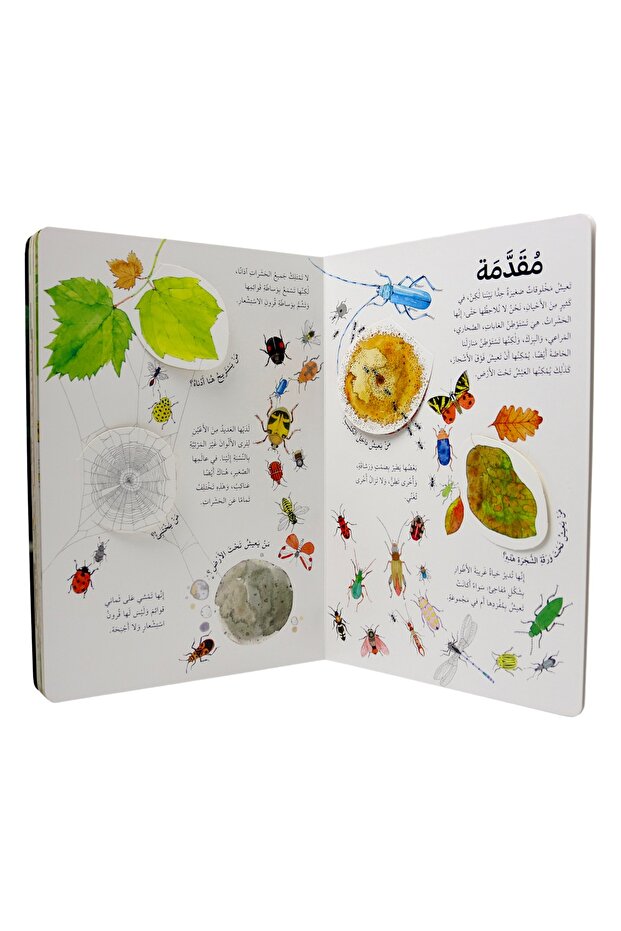 Discover the world of insects - open the window and discover with more than 50 folds inside the book - 6