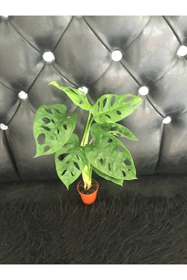 Canlı Deve Tabanı ( Monstera Monkey ) - 1