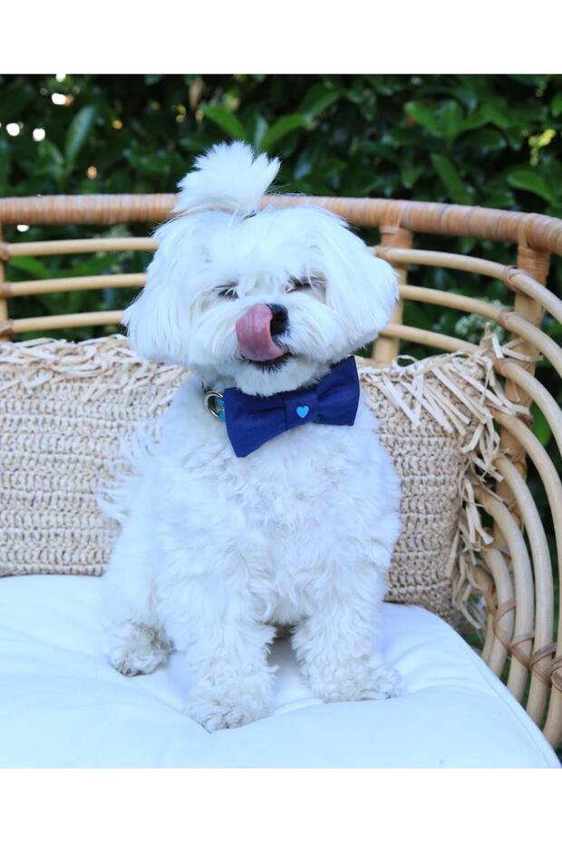 Mr Bow Tie Köpek Papyonu - 4