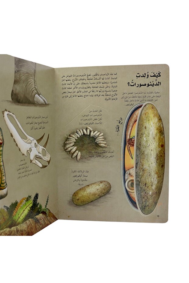 Discover the world of dinosaurs - open the window and discover with over 60 folds inside the book - 4