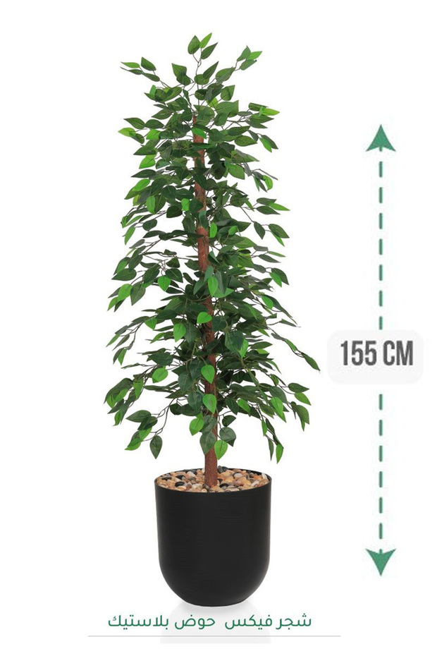 Ficus tree in plastic tub - 1