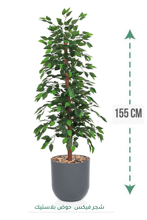 Ficus tree in plastic tub - 1