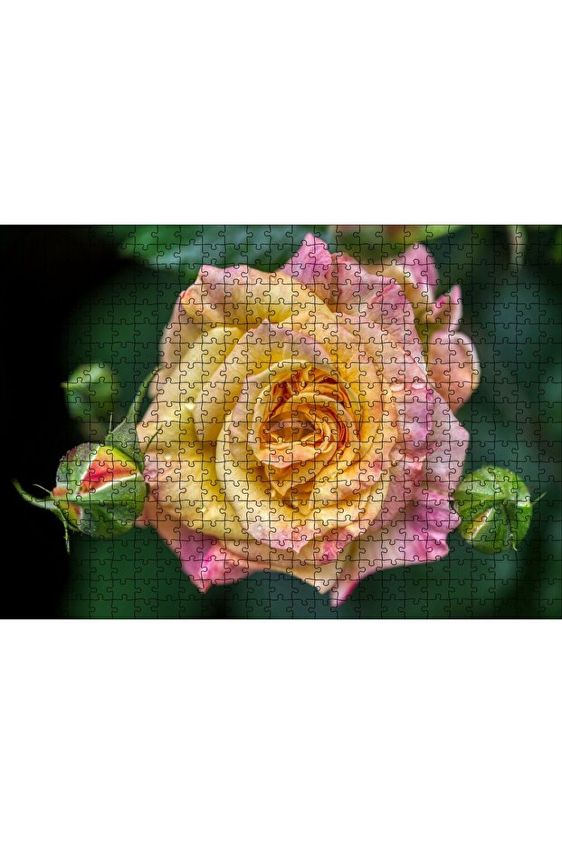 Cakasepetim Pink Yellow Rose Close-Up 500 Piece Puzzle Jigsaw Mdf (Wood)