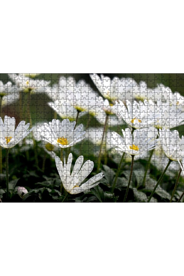 Cakasepetim White Mountain Tulips with Crowns Close-Up 500 Piece Puzzle Jigsaw Puzzle Mdf (Wood)