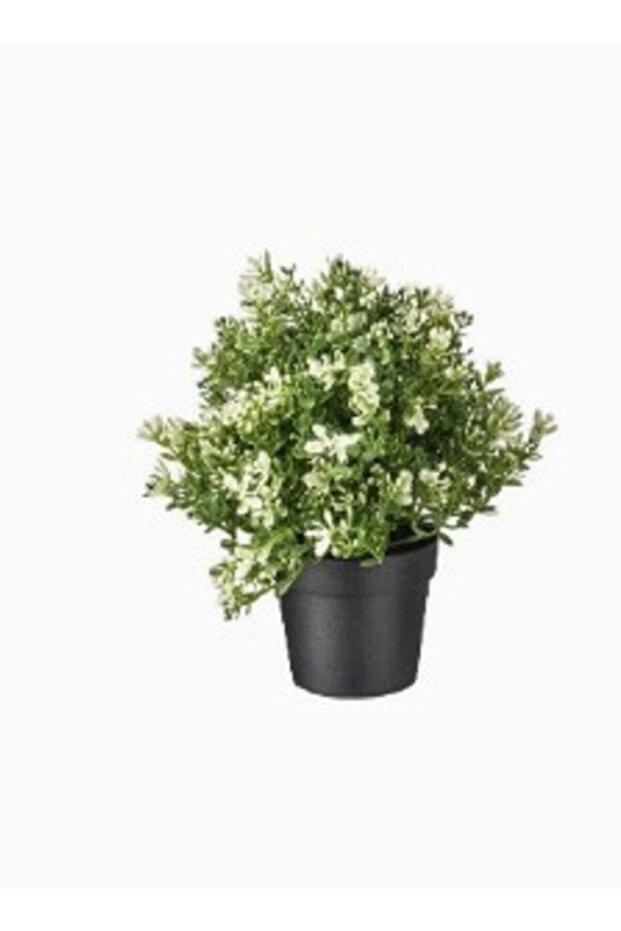 Artificial plant in thyme pots - 1