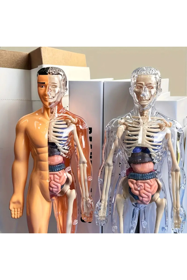 30 Parça İnsan Anatomisi Model Seti Çıkarılabilir İskelet ve Tam Gövde Eğitici STEM Kiti - 4