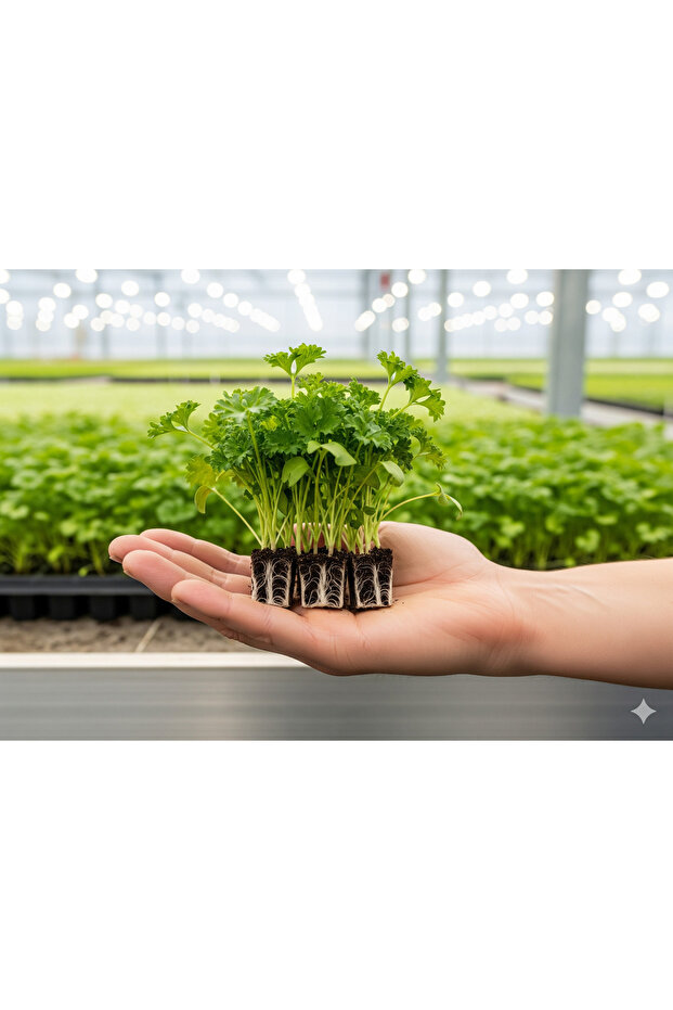 Maydanoz Fidesi 20 Adet - 1