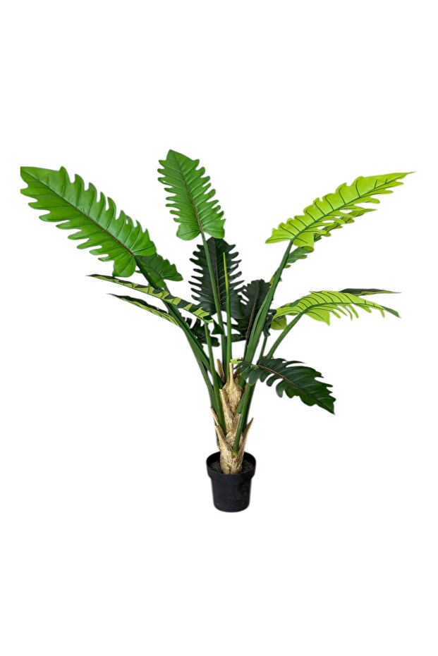 شجرة فيلو الصينية - 150 سم - 1