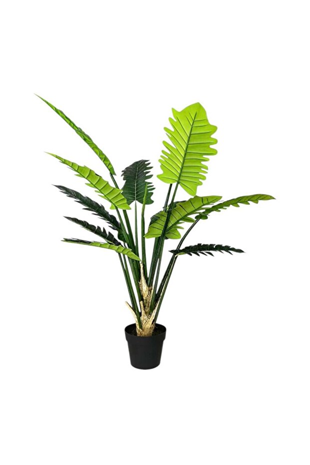 شجرة فيلو الصينية - 150 سم - 2