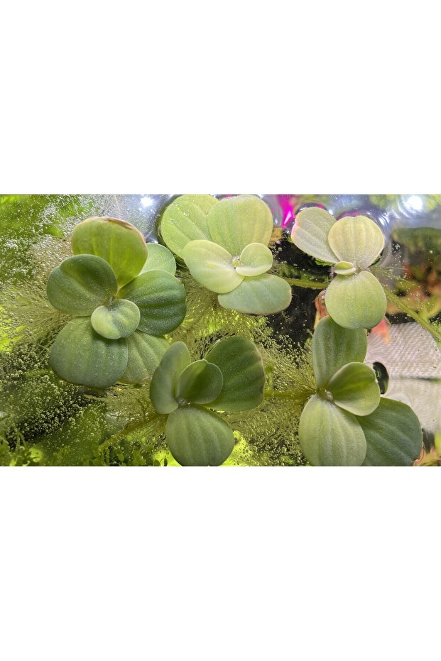 1 Adet Pistia Stratiotes Su Üstü Canlı Bitki (5-7cm) - 2