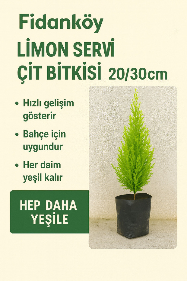 Limon Servi Fidanı Tüplü - 2