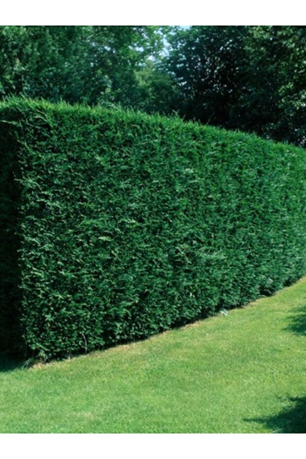 10 Adet Leylandi Çam Ağacı Fidanı Çit Bitkisi Cupressus Leylandi 80-100 CM - 5