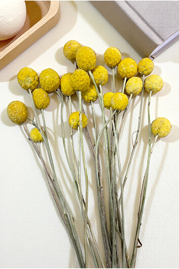 Cassia Crespedya Kuru Bitki Sarı - 1