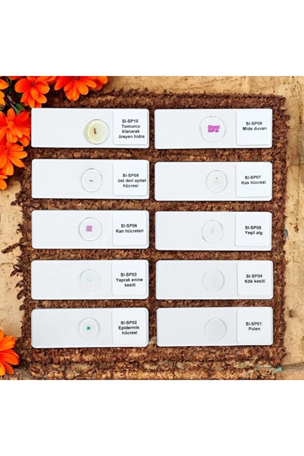 Daimi  Hazır Preparat Seti - 5