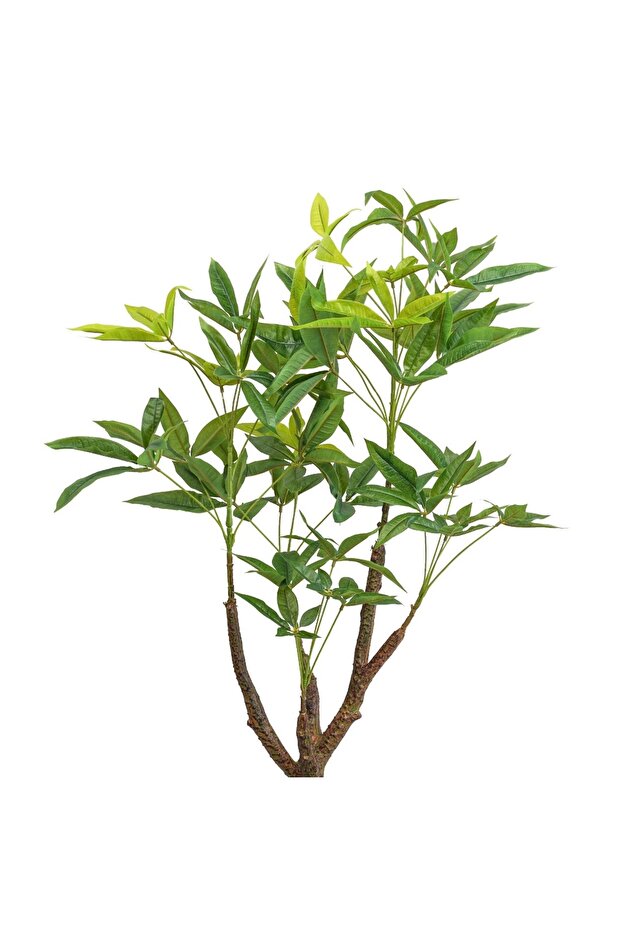 شجرة فورتون 100 سم - 3