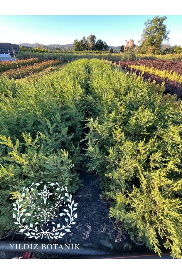 10 Adet Leylandi Çam Ağacı Fidanı Çit Bitkisi Cupressus Leylandi 80-100 CM - 6