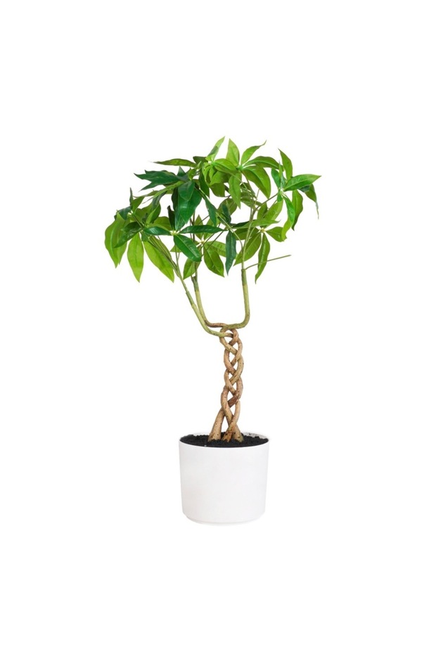 شجرة الحظ الاصطناعية - 60 سم - 2