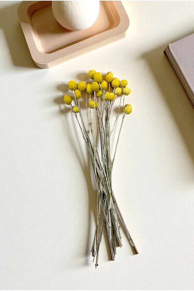 Cassia Crespedya Kuru Bitki Sarı - 2