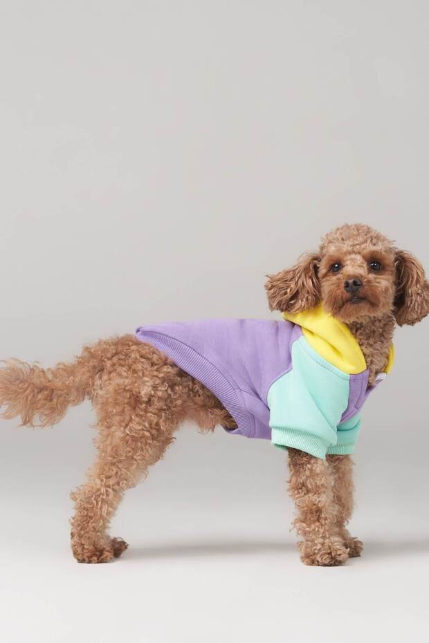 Dog Outfit, Dog Sweatshirt, Positive Vibes Small Breed Dog Dress