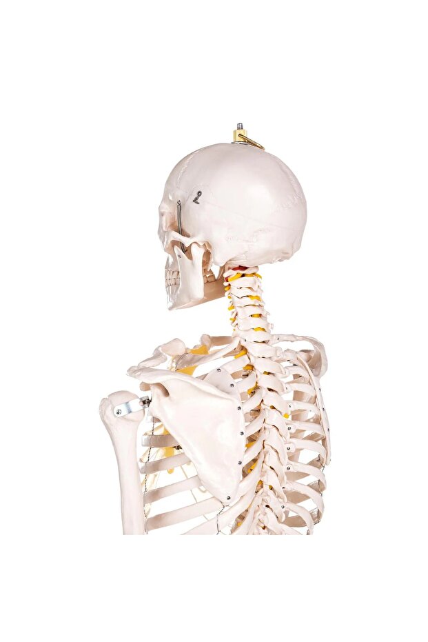 Iskelet Maketi 180 Cm, Insan Iskeleti - Iskelet Modeli - 5