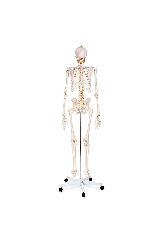 Iskelet Maketi 180 Cm, Insan Iskeleti - Iskelet Modeli - 2