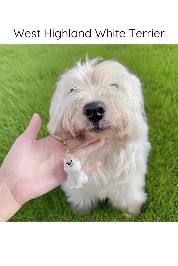 Transparent Dog Hair Storage Box - Pet Hair Keepsake Gift Keychain