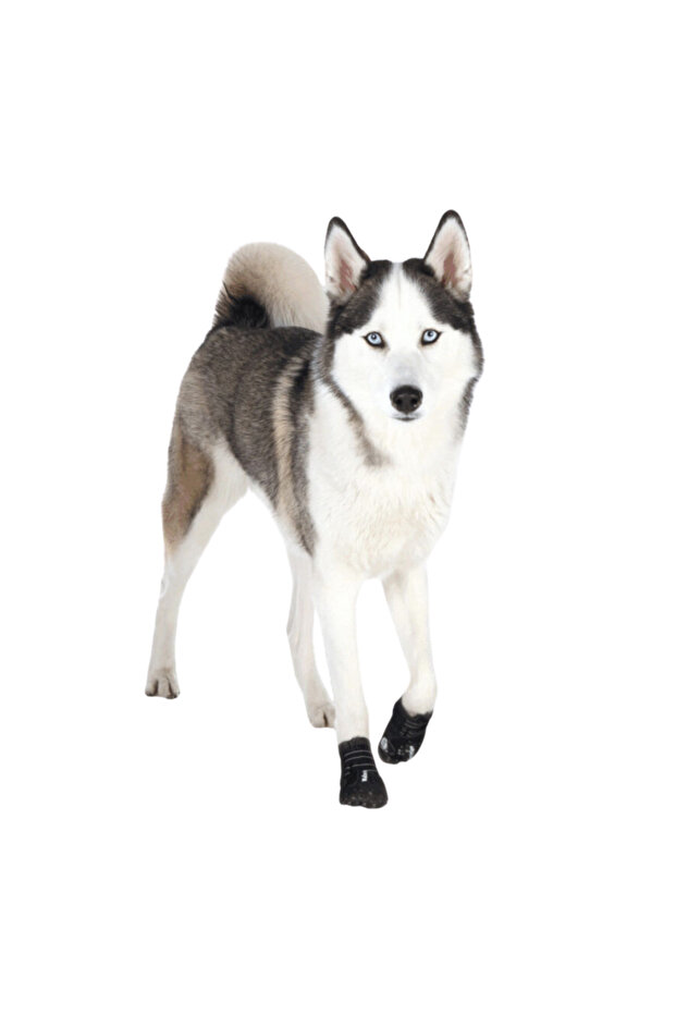 مجموعة أحذية الحماية النشطة من Walker، قطعتين للكلاب - 1