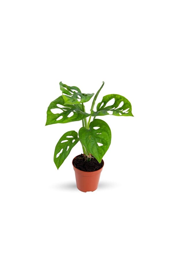 Monstera Monkey Leaf - 2