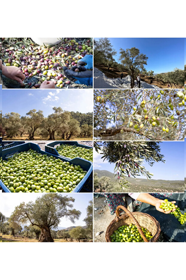 10 Lt Ayvalık Naturel Sızma Zeytinyağı Taş Baskı 10 Lt - 5