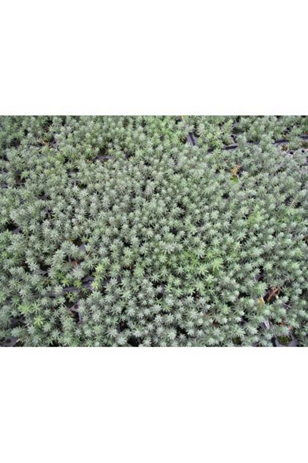 MEZAR - KABİR SEDUM BİTKİ SETİ - 90 ADET 2 ÇEŞİT KURAKÇIL BİTKİ - 5