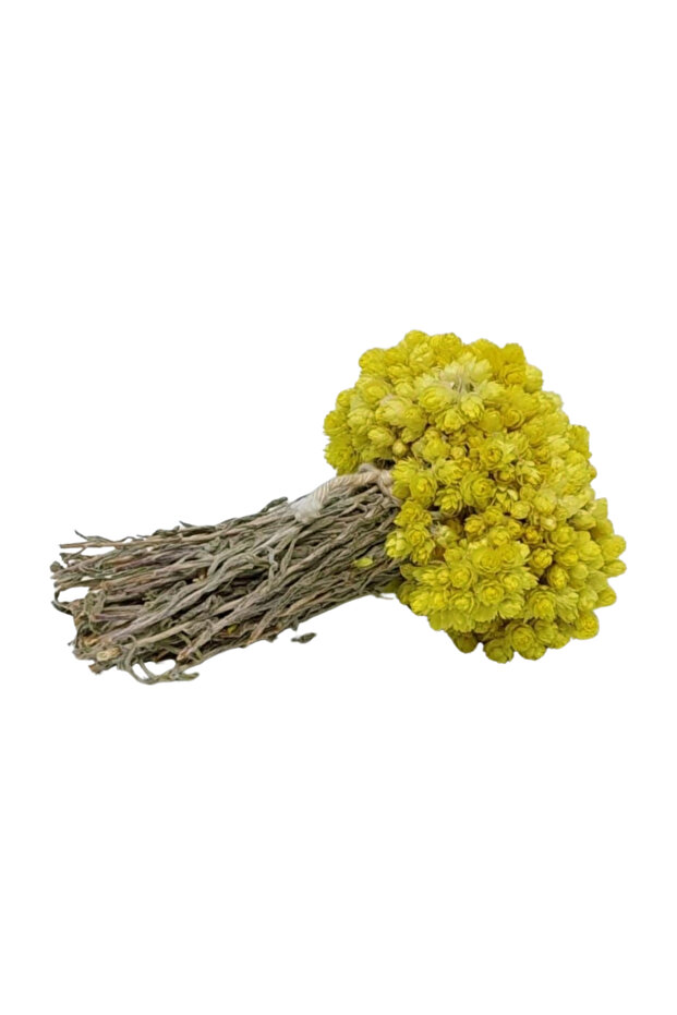Golden Grass 25 Gr