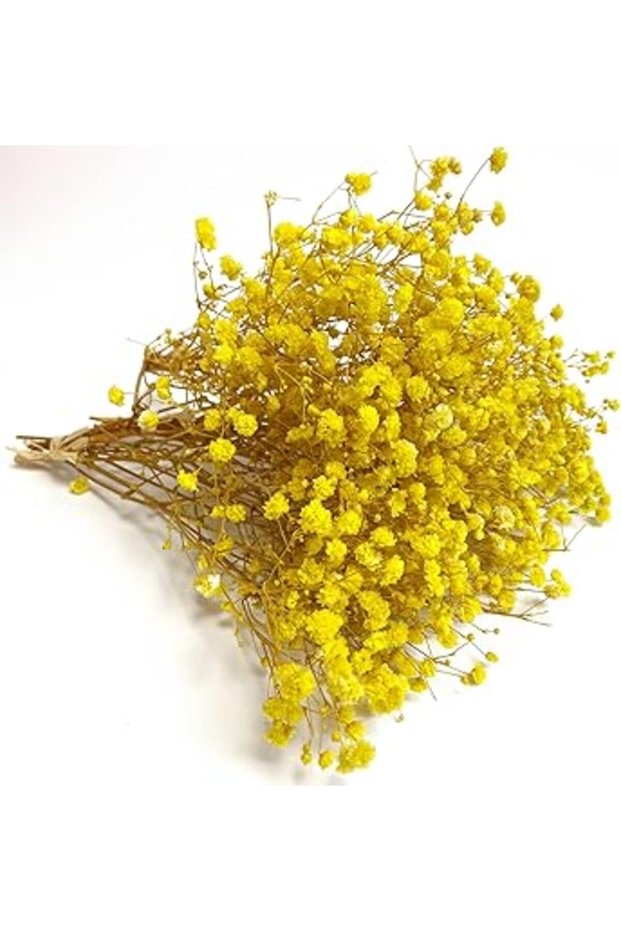 Birtlynn Preserved Baby's Breath 3 Bunches, 100% Natrual Fresh Gypsophila Long Lasting Flowers for V