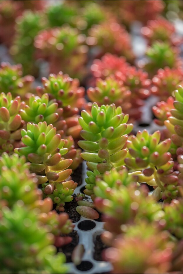 MEZAR - KABİR SEDUM BİTKİ SETİ - 90 ADET 2 ÇEŞİT KURAKÇIL BİTKİ - 6