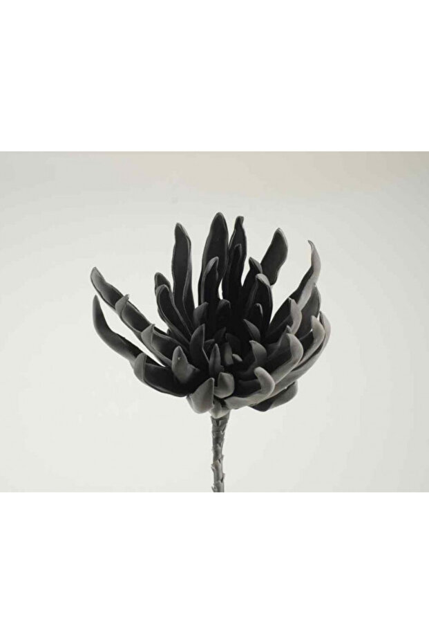 Dahlia antracit - 2