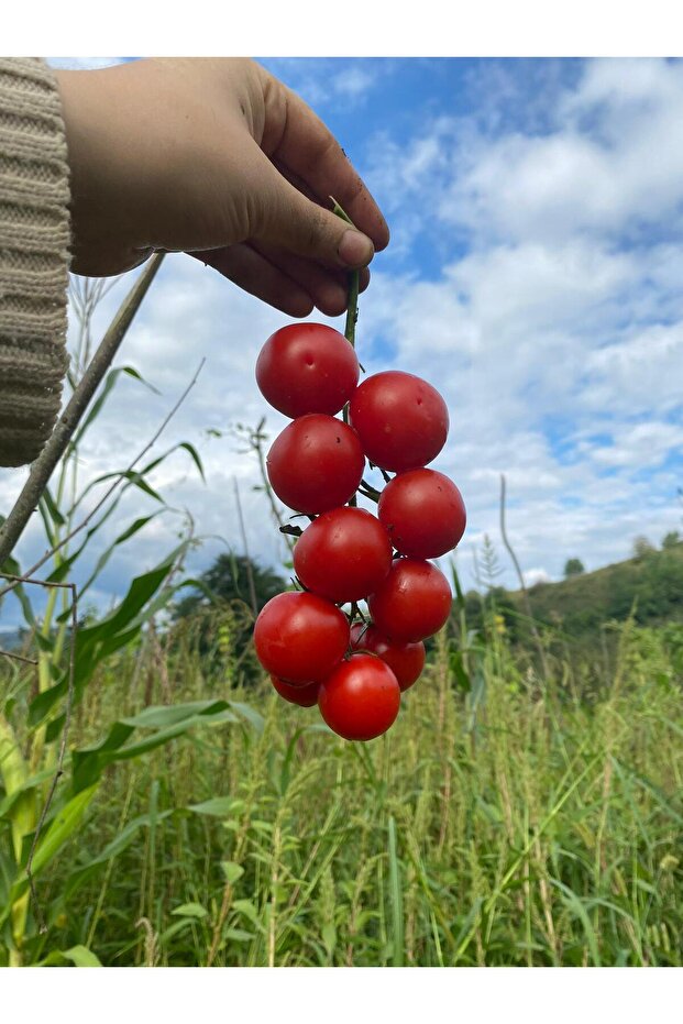 MENEMEN KONSERVESİ - 2