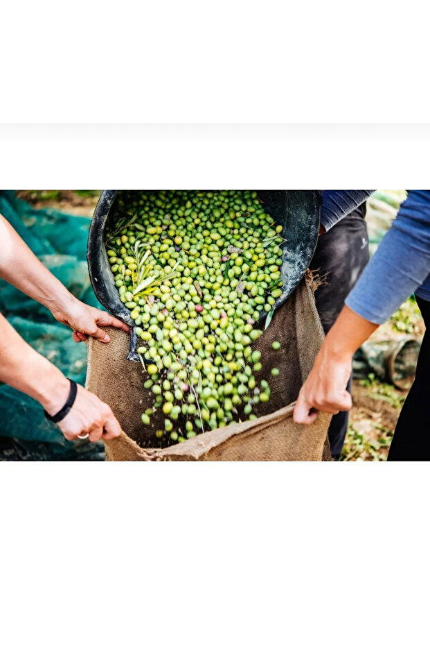 10 Lt Ayvalık Naturel Sızma Zeytinyağı Taş Baskı 10 Lt - 6