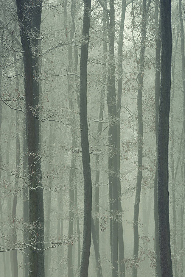 Sisli Orman Manzaralı Tek Parça Duvar Kağıdı - 4