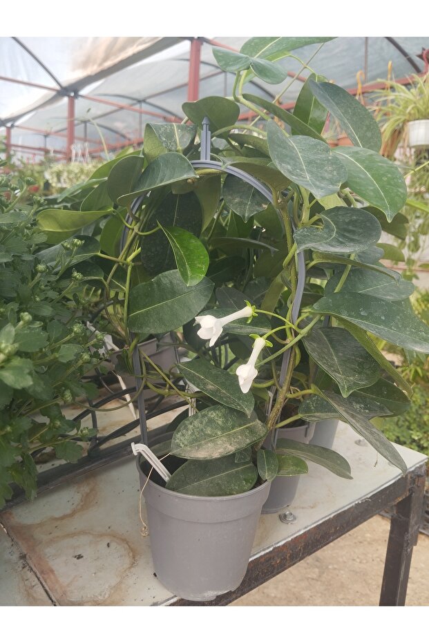 Madagaskar yasemini - 1