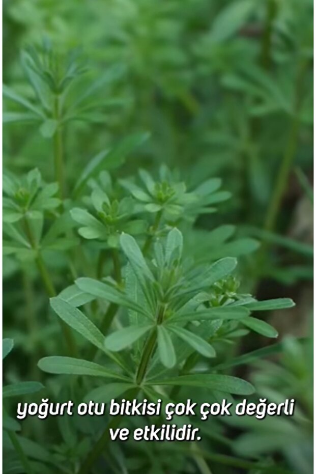 Yoğurt otu - 6
