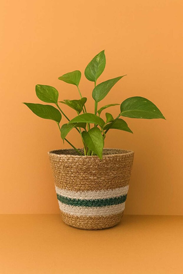 yeşil şeritli hasır saksı - 1