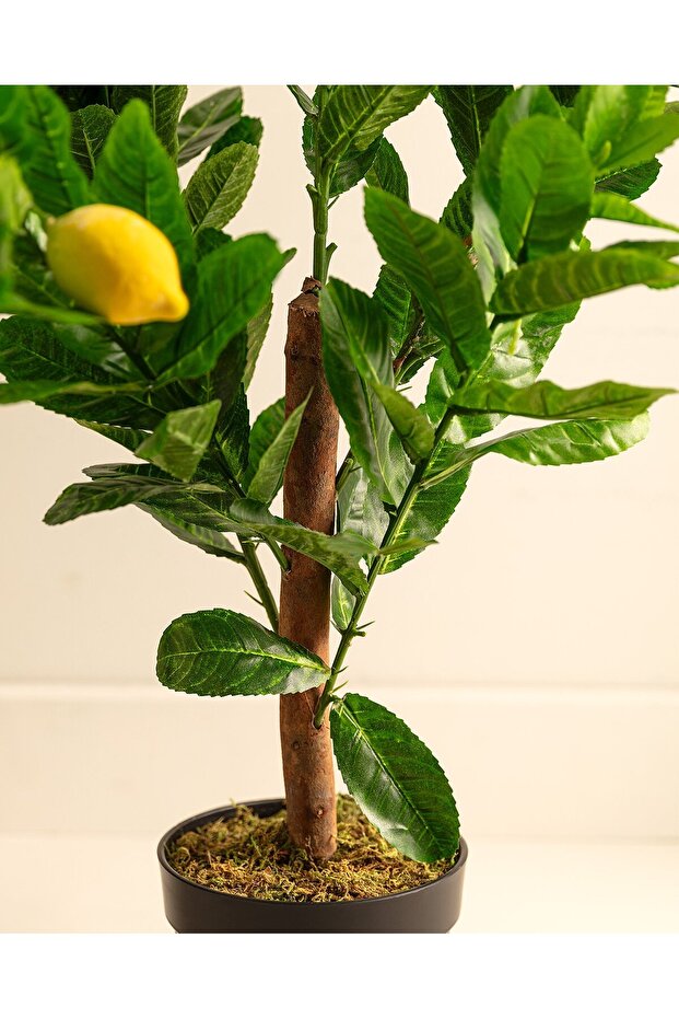 Topfblume Leonore - 4