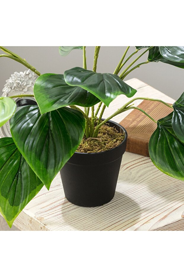 Verdure Topfpflanze - 3