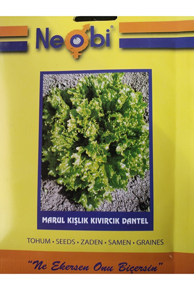 MarulKıvırcık