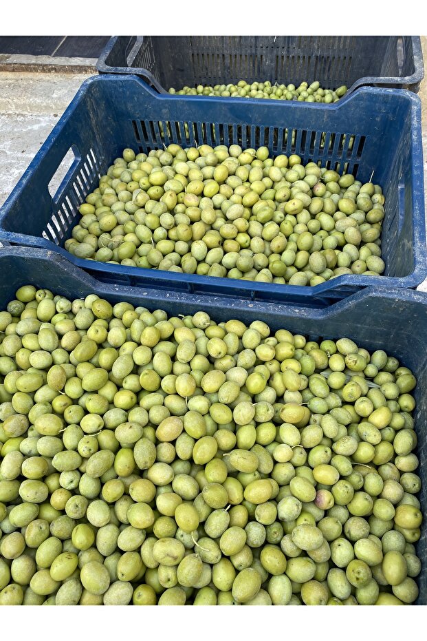 Sarı Ulak Yeşil Zeytin Net 10 kg - 2