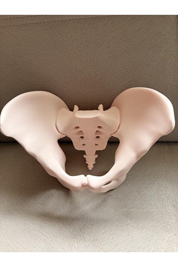 Anatomik pelvis Modeli-pelvis Maketi