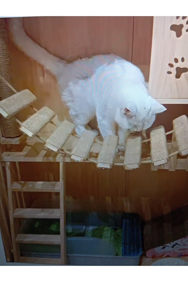 Cat Scratch Ladder - 3