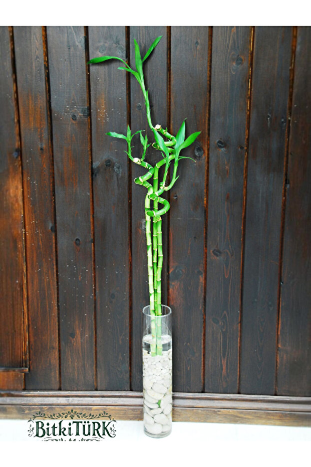 3 Adet 100 cm İthal Şans Bambu - 1